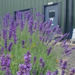 lavender at HQ