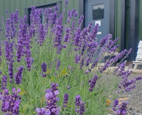 lavender at HQ